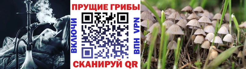 где найти   мега   Галлюциногенные грибы мухоморы  Луга 