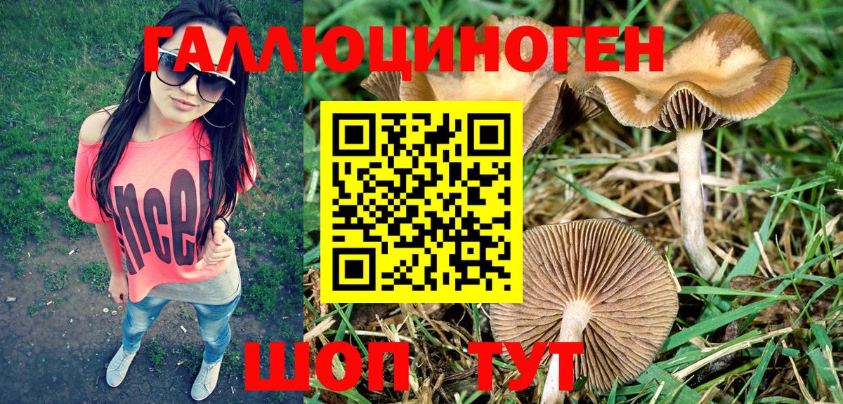 Галлюциногенные грибы Psilocybe  Вход с VPN  Луга 